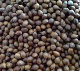 今年紅豆杉種子什么價(jià)格_今年紅豆杉種子什么價(jià)格價(jià)格_今年紅豆杉種子什么價(jià)格廠家-勤加緣網(wǎng)【江蘇綠鼎種業(yè)】