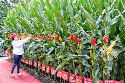 直擊農博 | 氛圍火爆!百名主播駐場推介優質農資