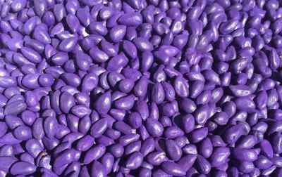 我國種衣劑市場產品布局及未來重點關注的化合物