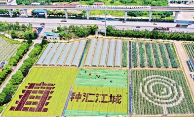 從&ldquo;面對面&rdquo;到&ldquo;屏連屏&rdquo; 武漢種博會創(chuàng)新辦會模式 穩(wěn)步走進(jìn)&ldquo;云展時代&rdquo;