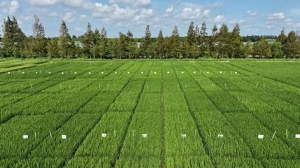 光明農(nóng)發(fā)集團(tuán)聚焦種業(yè)創(chuàng)新,打造長三角未來種業(yè)發(fā)展策源地