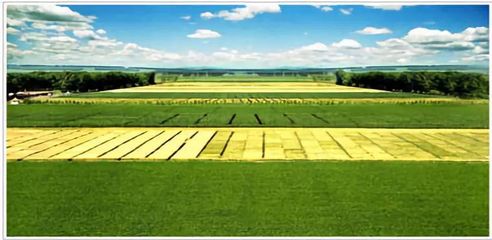 從種業(yè)大區(qū)向強區(qū)邁進(jìn)