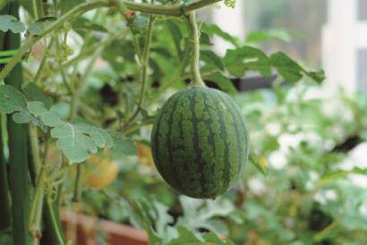 花開(kāi)中國(guó)夢(mèng)：花博會(huì)助力光明母港現(xiàn)代種業(yè)創(chuàng)新區(qū)發(fā)展