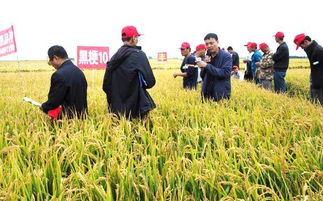 黑粳10同江田豐種業(yè)現(xiàn)場(chǎng)觀(guān)摩會(huì)再掀種業(yè)高潮