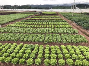 仲夏七月,子龍種業(yè)邀您相聚2018中國(guó)云南蔬菜種業(yè)博覽會(huì)