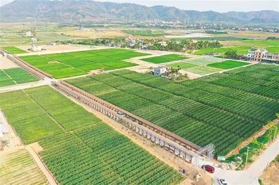 海墾南繁產(chǎn)業(yè)集團(tuán) 深度參與南繁產(chǎn)業(yè)建設(shè)，打造種業(yè)新力量