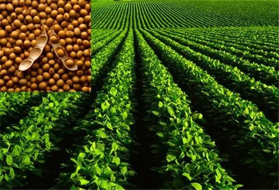 河南優(yōu)質(zhì)大豆種子——輝縣市豫北種業(yè)專(zhuān)業(yè)批發(fā)與供應(yīng)