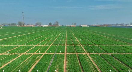 更全、更專(zhuān)、更廣 中國(guó)種子大會(huì)馬蘭小麥種業(yè)展示會(huì)引領(lǐng)種業(yè)創(chuàng)新