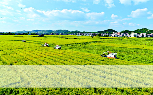 立法為加快廣東種業(yè)發(fā)展保駕護(hù)航