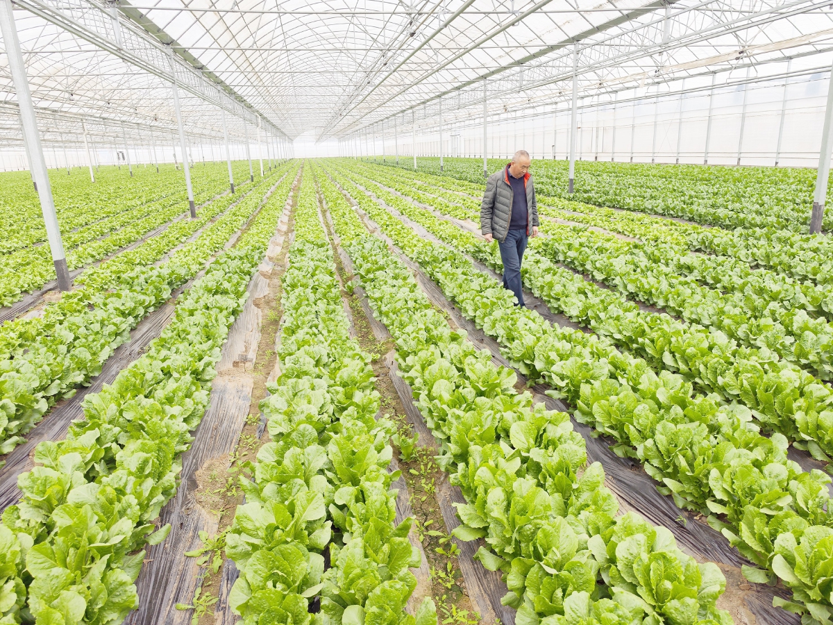 國(guó)際種業(yè)園區(qū)培育上百個(gè)新品種，推動(dòng)農(nóng)業(yè)現(xiàn)代化發(fā)展