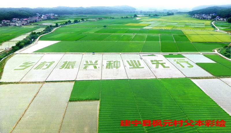 福建稻田畫卷 描繪現(xiàn)代種業(yè)新篇章